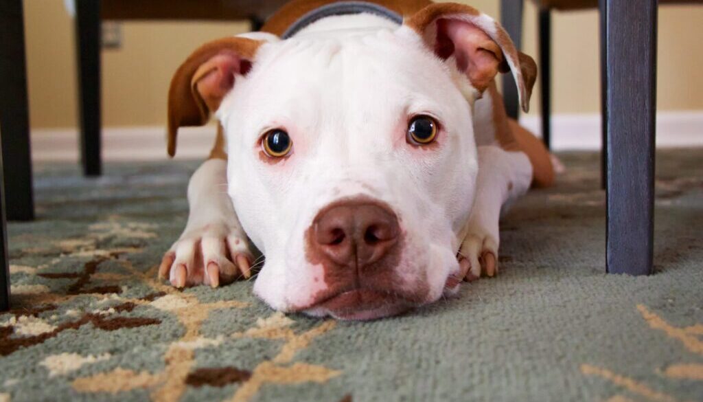 Mike Burke / Unsplash.com dog laying on area rug