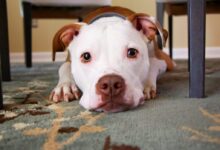 dog laying on area rug
