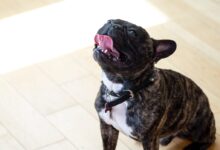 black and white short coated dog on white ceramic floor tiles