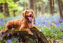 chocolate brown Labrador retriever lying on moss covered rock in woods