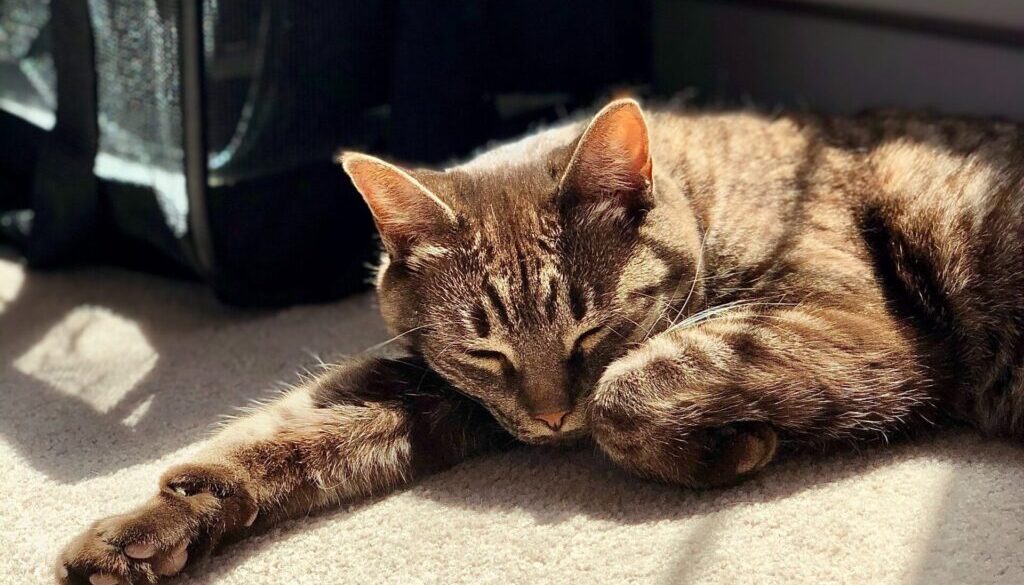 James Yarema brown tabby cat