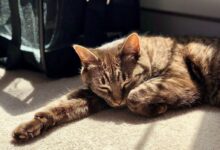 brown tabby cat