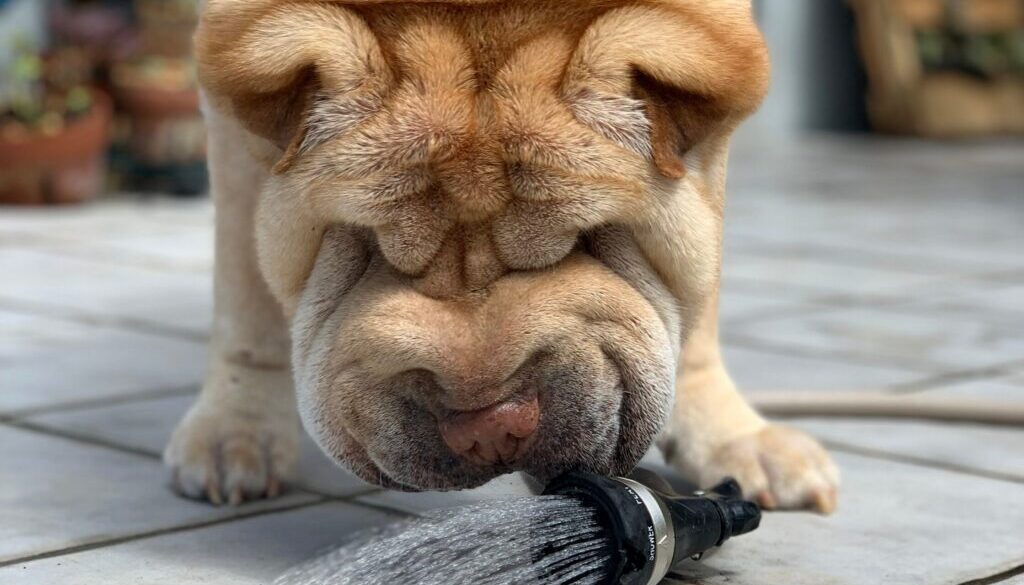 Pj Evans brown short coated dog drinking water from garden hose