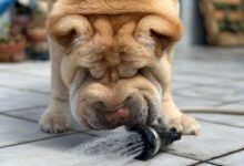 brown short coated dog drinking water from garden hose