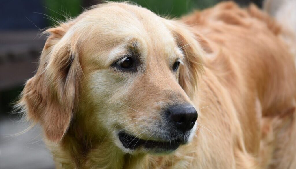 Regine Tholen adult brown Labrador retriever