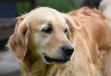 adult brown Labrador retriever