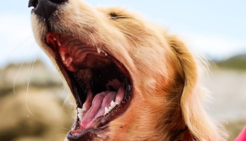 Devon Janse Van Rensburg tilt shift lens photography of dog growling