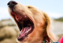 tilt shift lens photography of dog growling