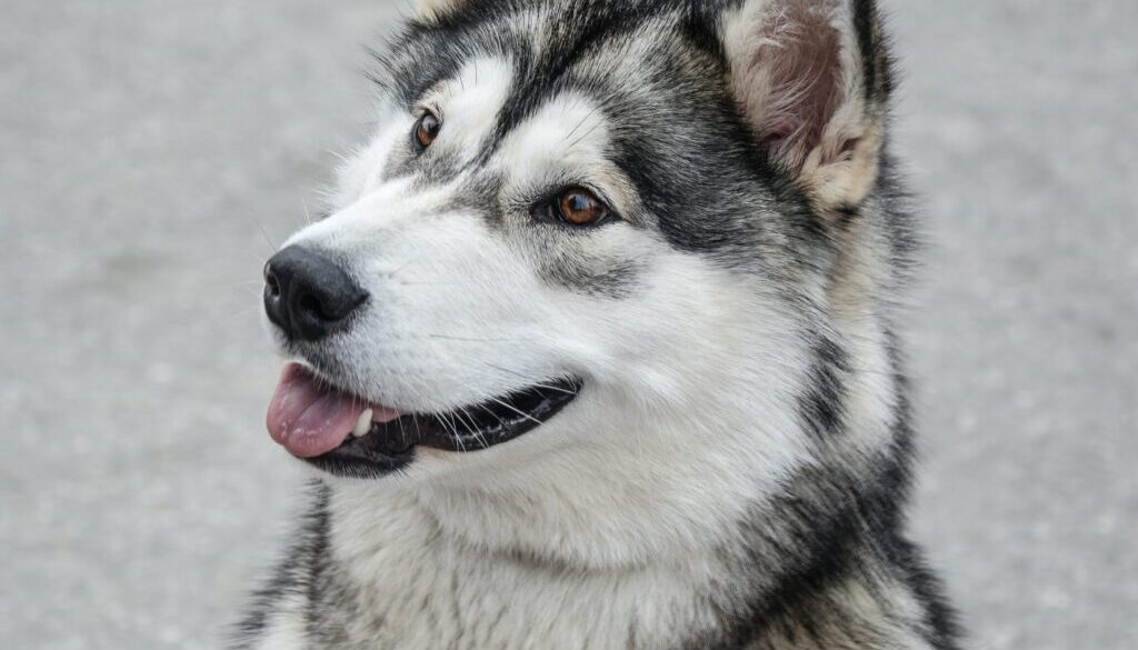 Monika Stawowy white and gray Siberian husky