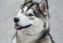white and gray Siberian husky