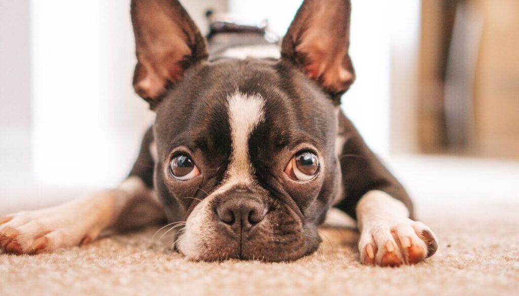 Kindred Hues Photography black and white french bulldog puppy lying on white textile