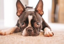 black and white french bulldog puppy lying on white textile