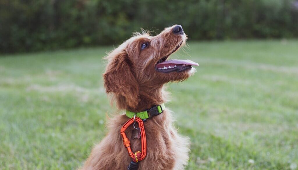 Reed Shepherd short-coated tan dog sits in green grass field during daytime