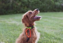 short-coated tan dog sits in green grass field during daytime