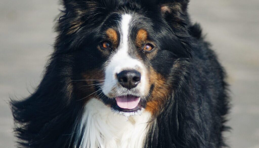 Pauline Loroy close-up photography of adult Bernese mountain dog