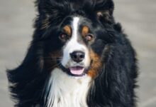 close-up photography of adult Bernese mountain dog