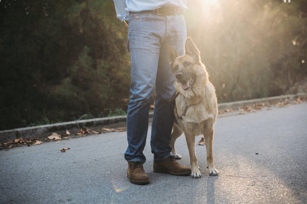woman in blue denim jeans and white shirt with brown short coated dog on road during