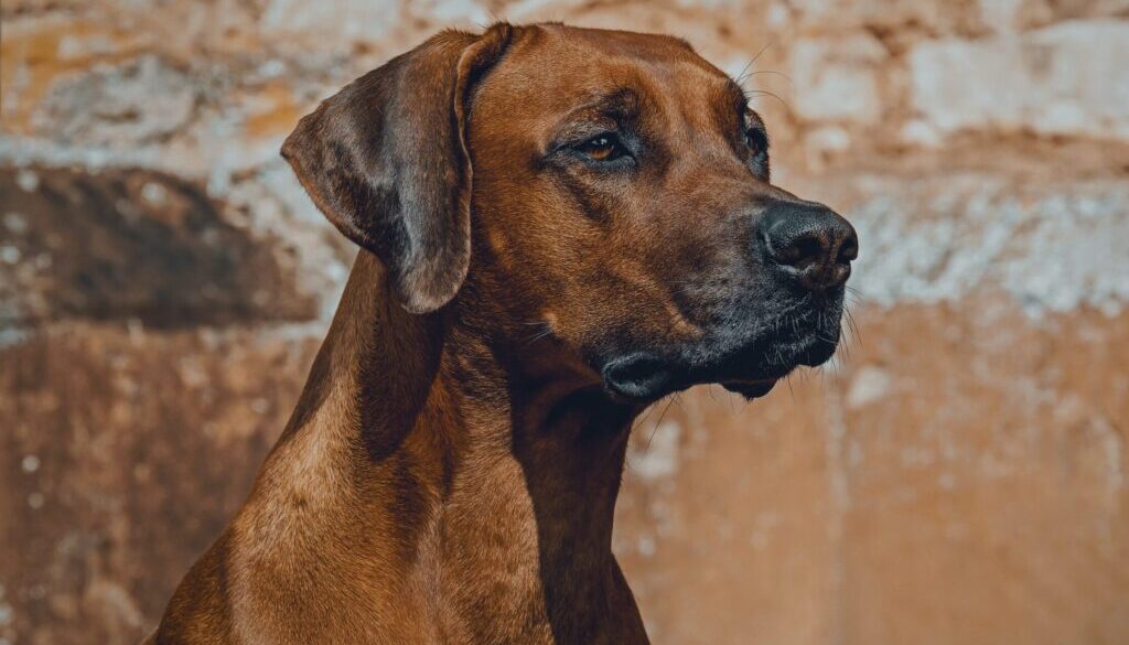 Ilona Frey brown short coated dog in close up photography