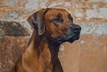 brown short coated dog in close up photography