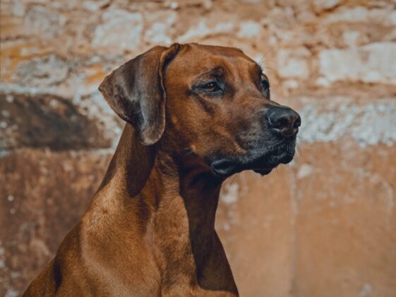 Ilona Frey brown short coated dog in close up photography