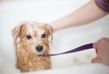 brown long coated small dog