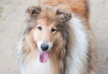 brown and white long coated dog