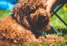 dog lying on green grass