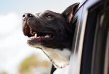 dog looking out the window