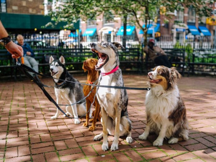 four dogs on park