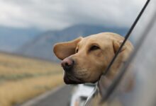 selective focus photography of Labrador in vehicle