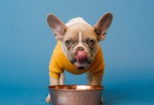 brown french bulldog in blue bucket