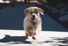 short-coated beige puppy