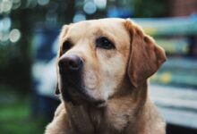 yellow labrador retriever in tilt shift lens