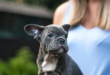 gray Boston terrier puppy