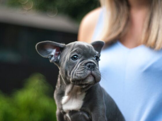 gray Boston terrier puppy