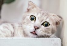 brown tabby cat