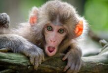 brown coated monkey on branch