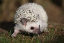 szabfer