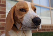 white and brown short coated dog