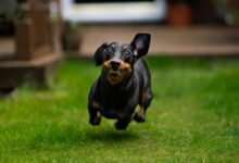 black and tan short coat small dog on green grass field during daytime
