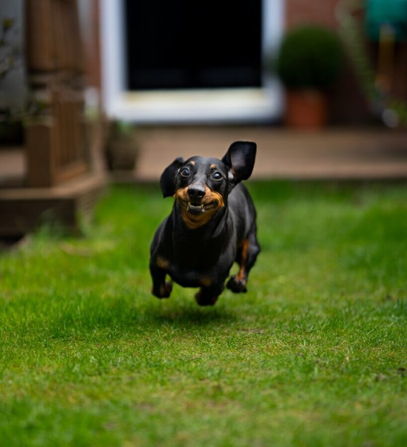 black and tan short coat small dog on green grass field during daytime
