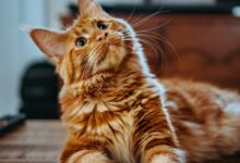 selective focus photography of orange and white cat on brown table