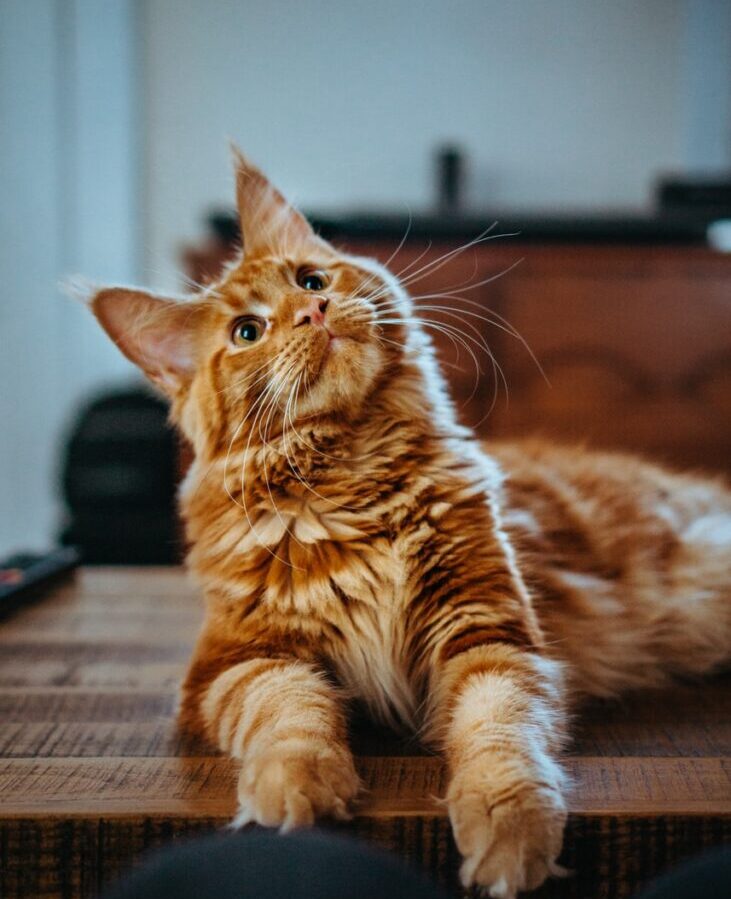 selective focus photography of orange and white cat on brown table