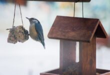 bluebird on hanging ornament