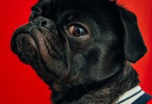 black pug wearing striped apparel