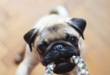 fawn pug biting rope