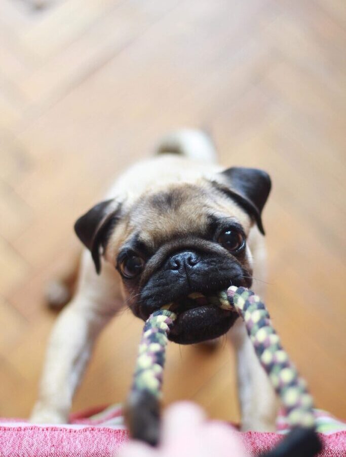 fawn pug biting rope