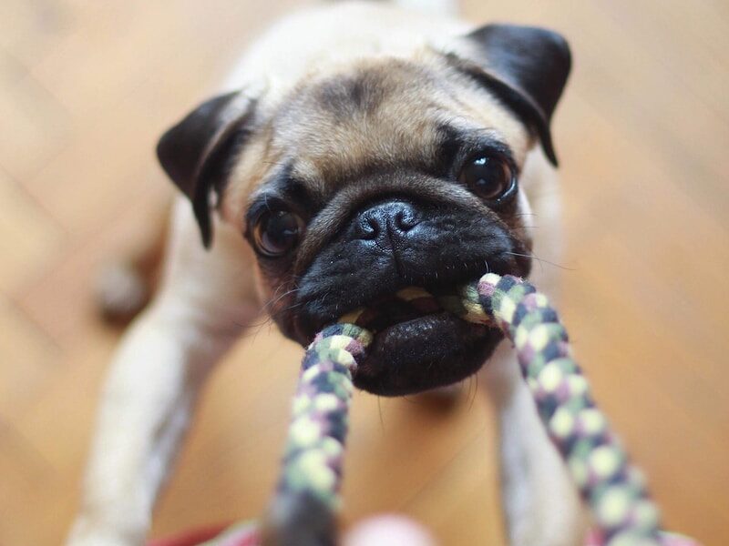 fawn pug biting rope