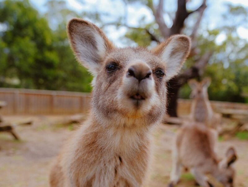 photo of beige coated animal