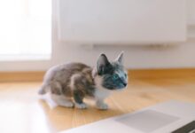 calico kitten standing in front of MacBook Pro